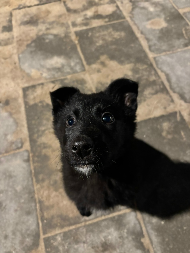 Нашли потеряшку в парке. Девочка. Ищет своего хозяина и...