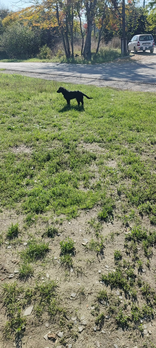 Щенок бегает на перекрестке томанцев и комсомольская ...