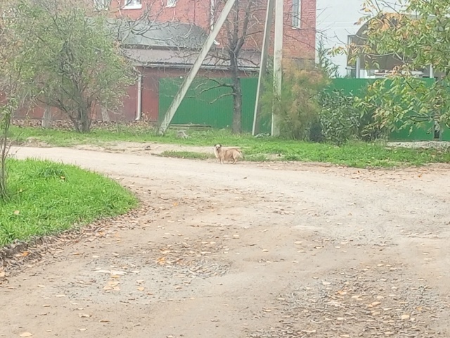 Сегодня проезжали мимо мусорного бака на углу Динской ...