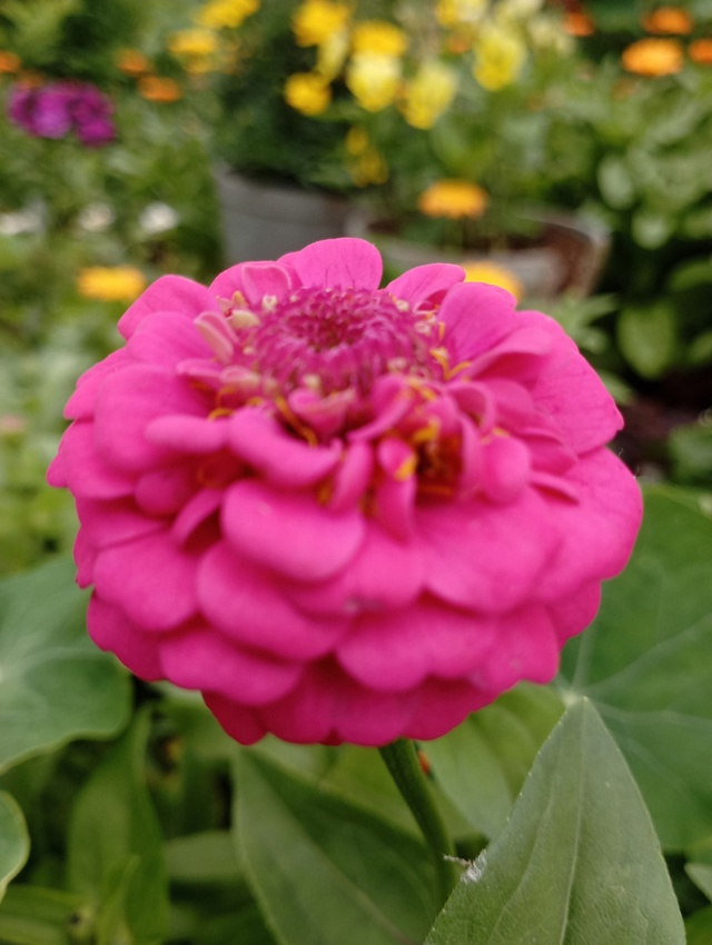 ?Середина лета)
[id139068430|Валентина Руднева]