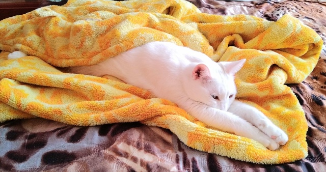 В любимом халатике 😺