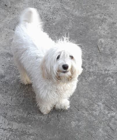 Болонка с КПП Зеленогорска это моя Буля! Третий месяц ?...