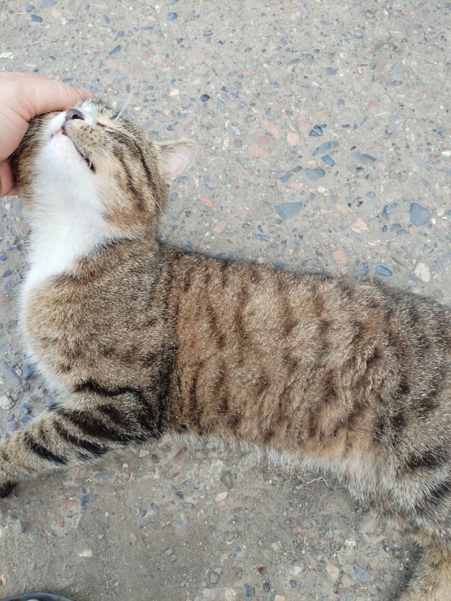 Когда приезжаешь в деревню, а тебя сходу встречает мес?...