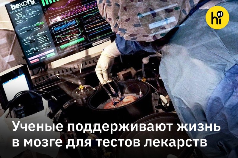 💡 Мозг после смерти тела используют для тестирования лекарств
Американский биотех-стартап Bexorg ра