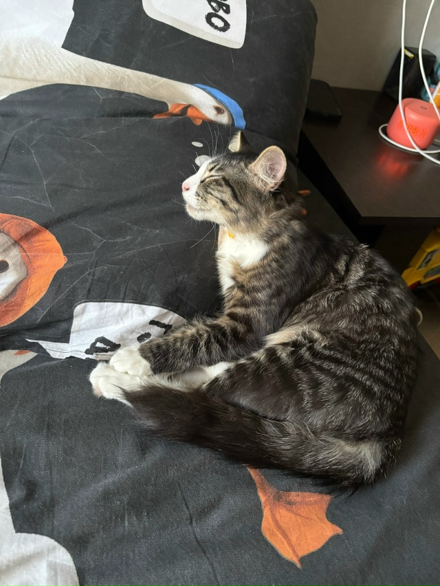 Пропал кот( подросток) в районе 1 строительного, на нем ?...