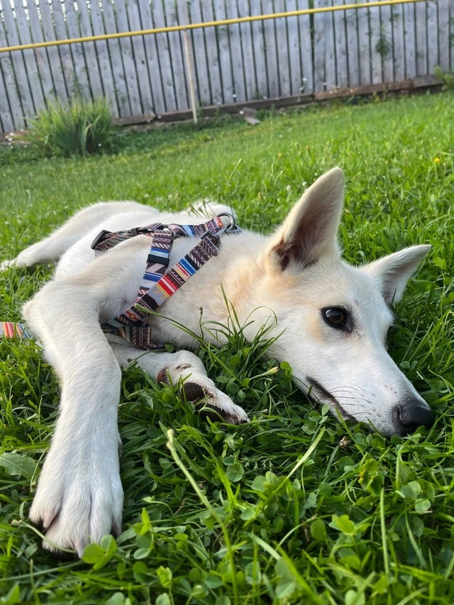 🐾 Срочно ищем дом для этой девочки!
Недавно мы писали ...