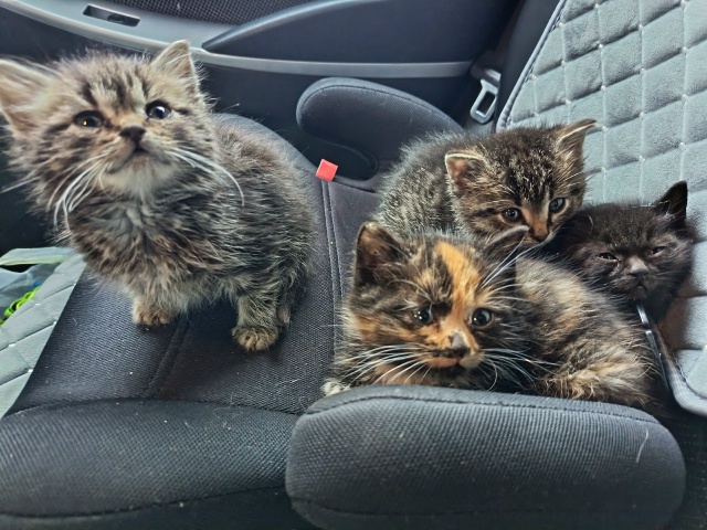 Доброго дня, вывозила мусор а там вот....кто то выкинул- 4...