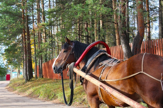 Хорошевский коневодческий комплекс 🍂🍂
Правда краси...