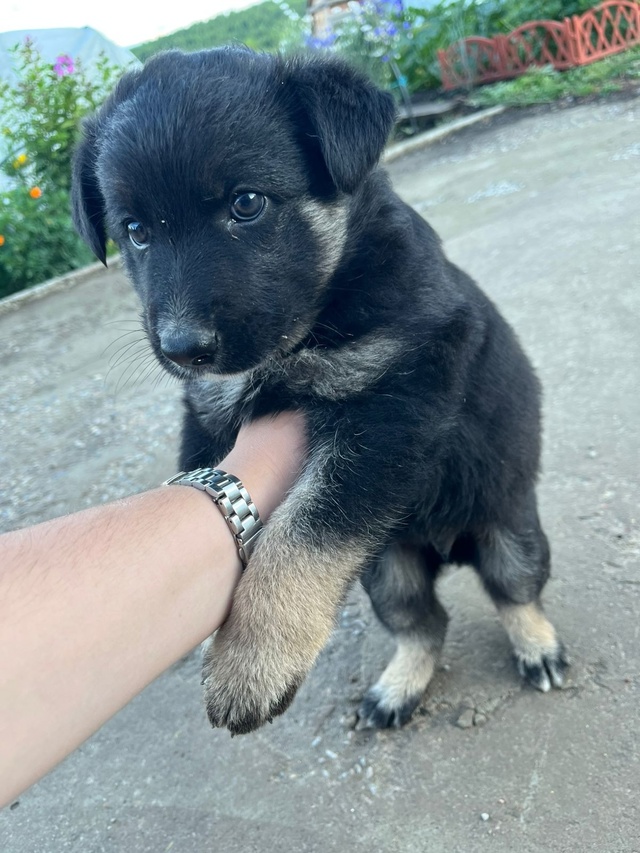 Отдам в добрые руки щенок помесь овчарки и дворняги. Кр...