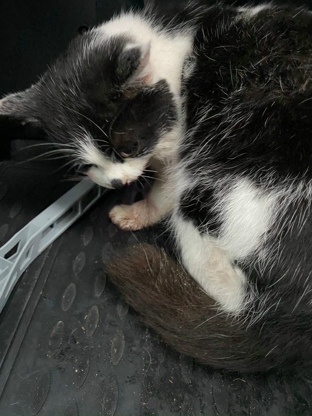 Чей котик? Подобран на дороге сбитым в начале Апатьева ...