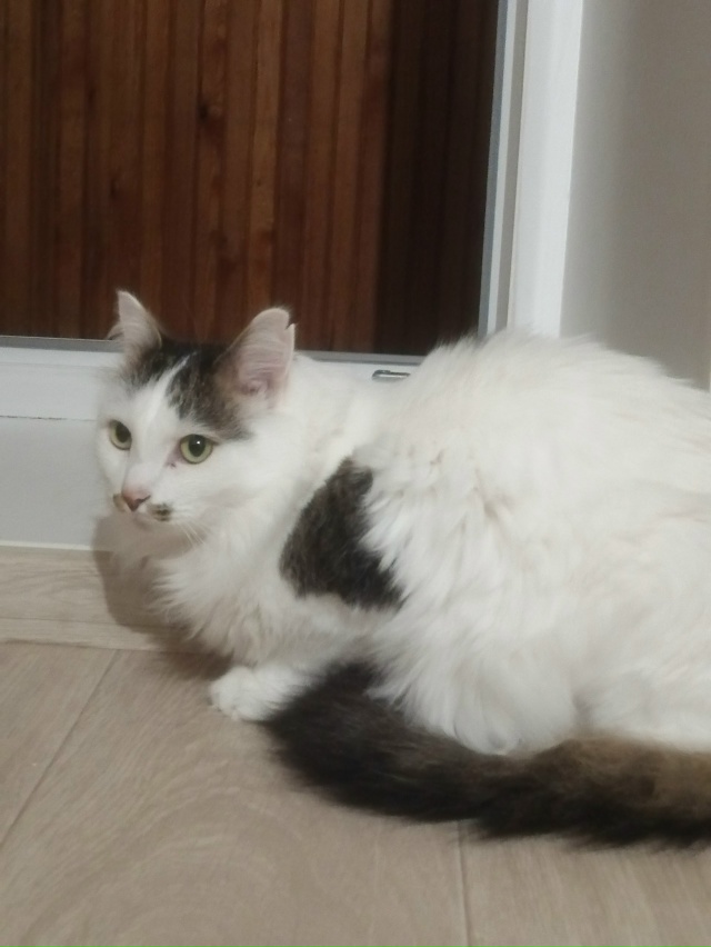 ❗❗❗БАРСИК КОТ МЕЧТЫ!❗❗❗ Нижняя тура
Ко...