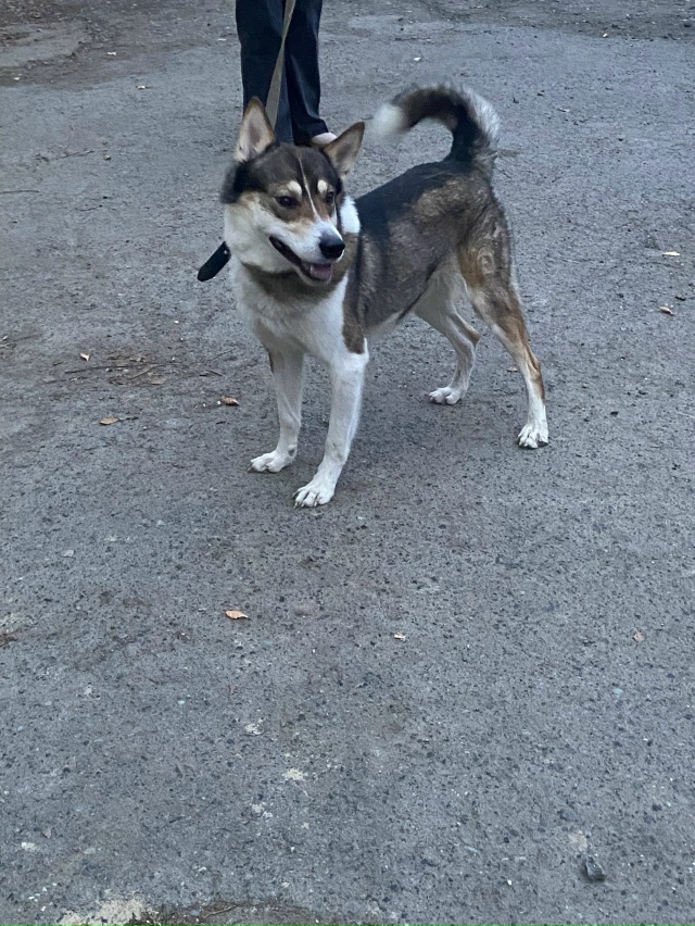 Чья, а вернее чей? Бегает на Скорынина 7. Нагло пристает ...