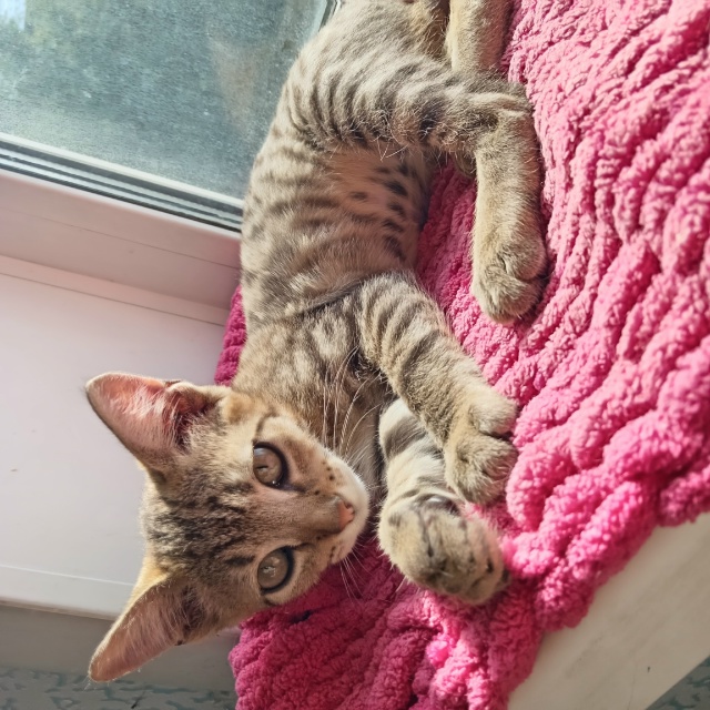 Потерялся котёнок на улице полтавская, остановка богд?...