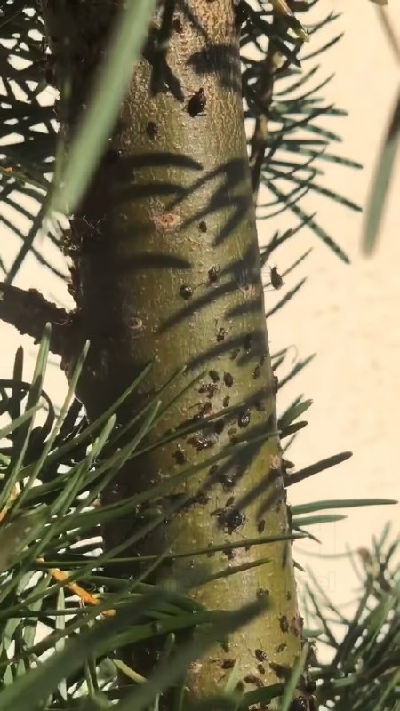 ❗️Квартиры россиян атакуют опасные «ёлочные» клещи
Из-за аномально тёплой зимы паразиты не ушли в с