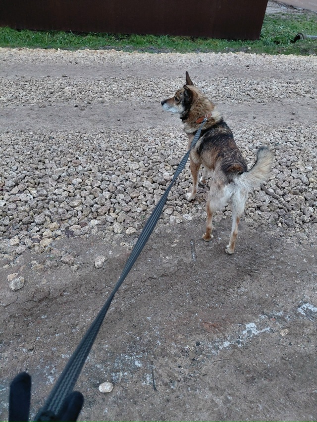 Потерялся пес, рыжеватый, уши чёрные, среднего размера,...