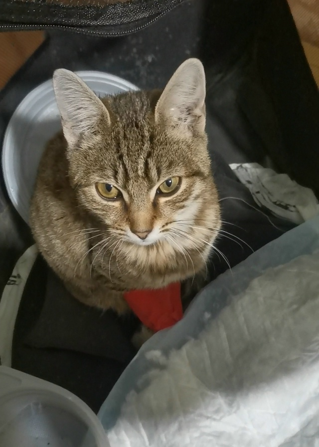 Котик с непростой судьбой ищет любящих хозяев!
Был най?...