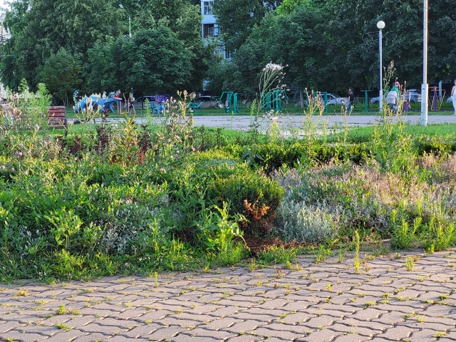 В тему неухоженных клумб в нашем городе. Даже клумба По...