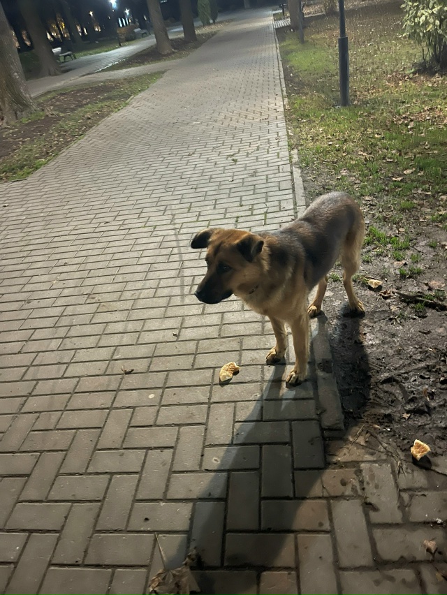 Добрый вечер. . В сквере окский бегает мальчик с ошейни?...