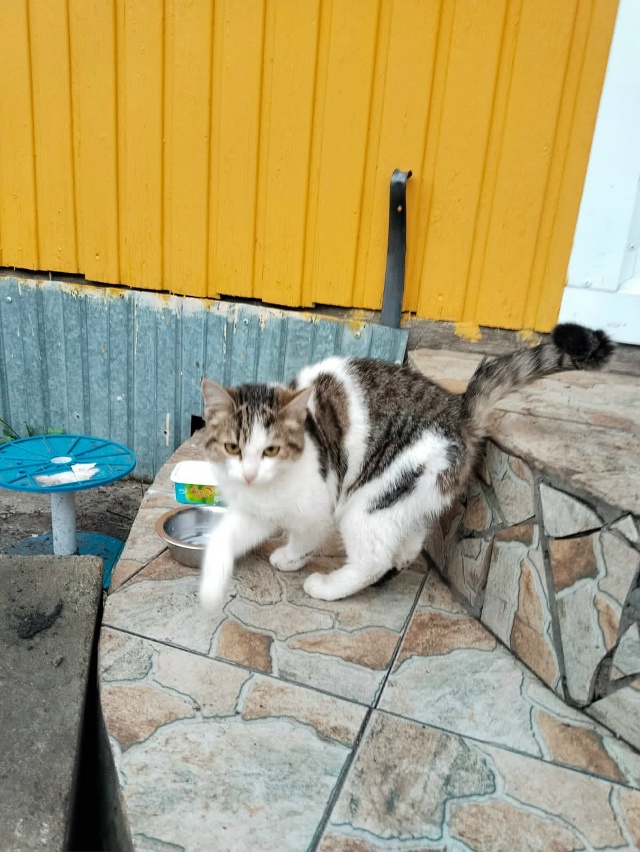 Может кто-то ищет? Ходит на территории СПТУ