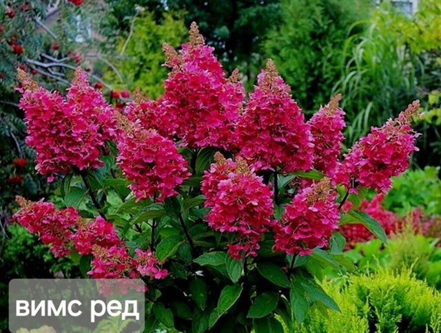 В наличии🌸🌸🌸
Фото саженцев по запросу☘️☘️☘️