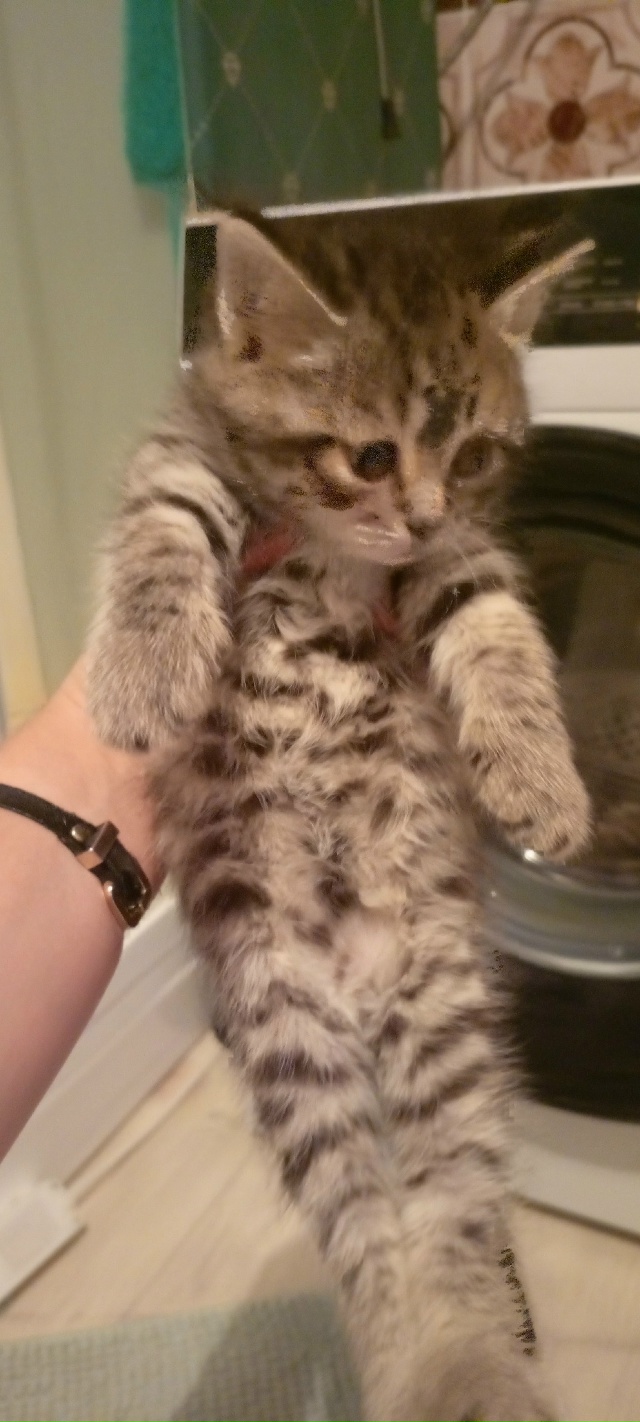 Пост для ваших животных в комменты отдам приму нашли п?...