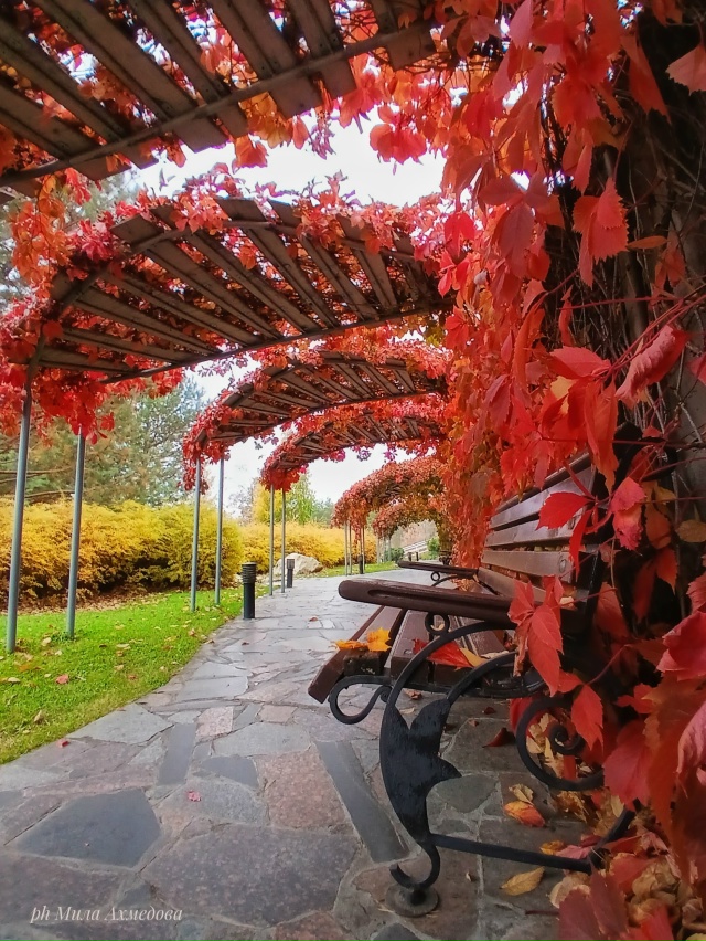 Осенний, атмосфено красивый парк перед отелем в Толья?...