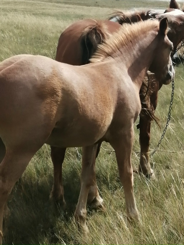 Продам жеребенка(тяж) тел. 89328411161