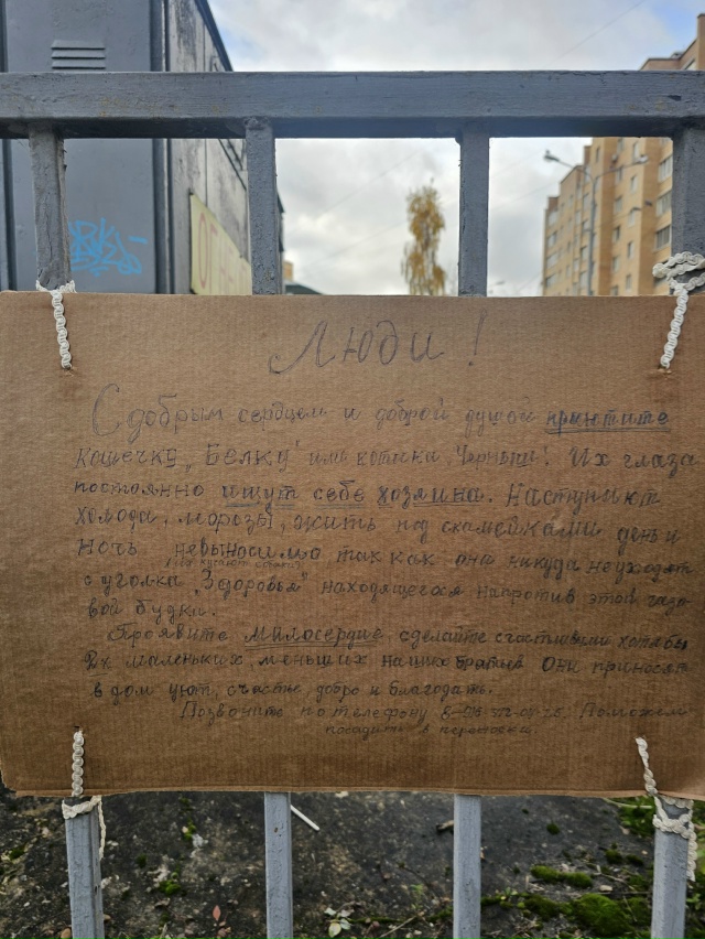 Два котёнка подростка ищут дом, давайте поможем вместе...