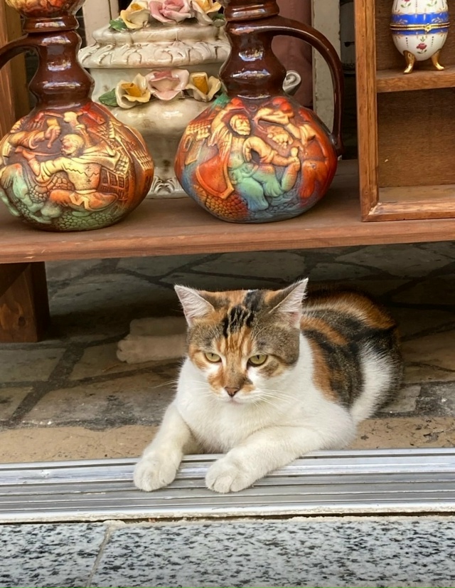 Коты района Балат. Стамбул.