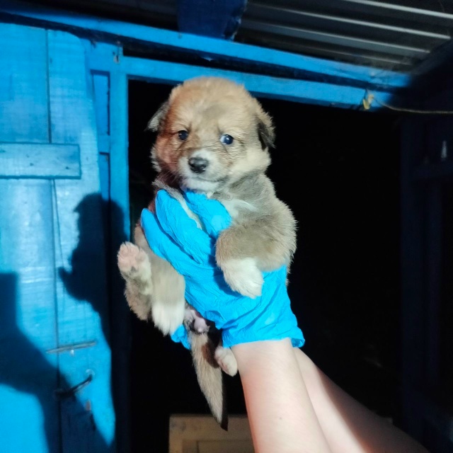 Отдам в добрые руки щенков. 1 девочка и 2 мальчика. 8987137428...