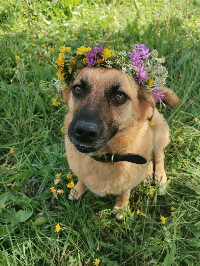 В поиске дома две очаровательные красотки-Дина и Джерр...