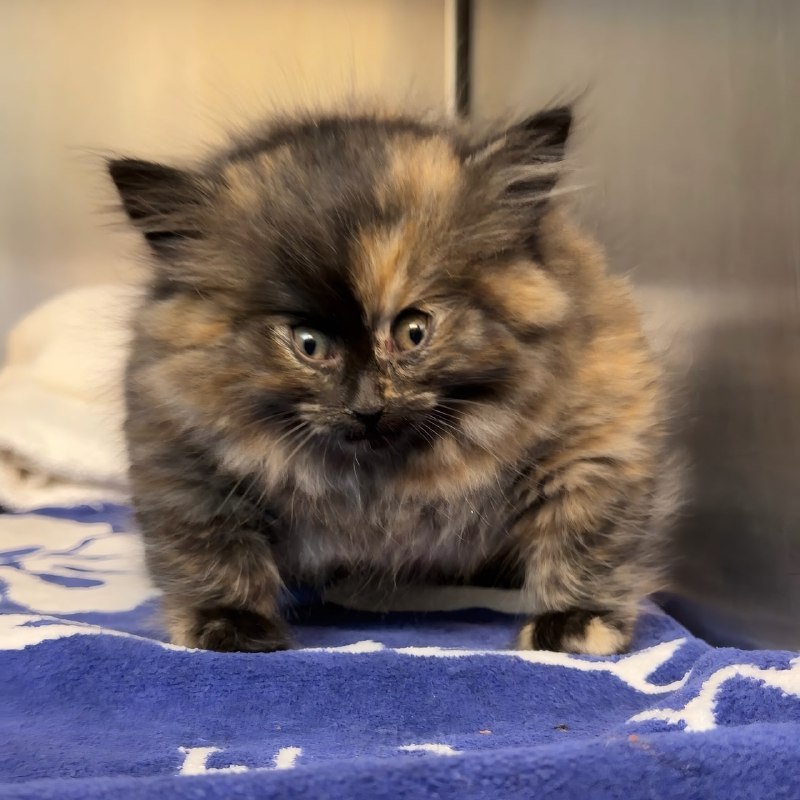 В ветеринарной клинике Калифорнии спасли котёнка по кличке Зои, которого буквально раздуло как возду