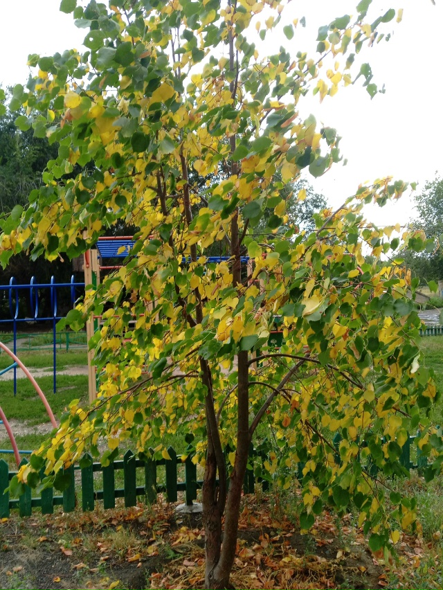 В начале августа в Орск внезапно пришла осень 🍁🍁🍁