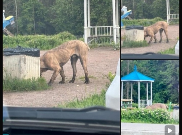 РАЗЫСКИВАЕТСЯ СОБАКА!!!
На М 11 несколько дней назад был...