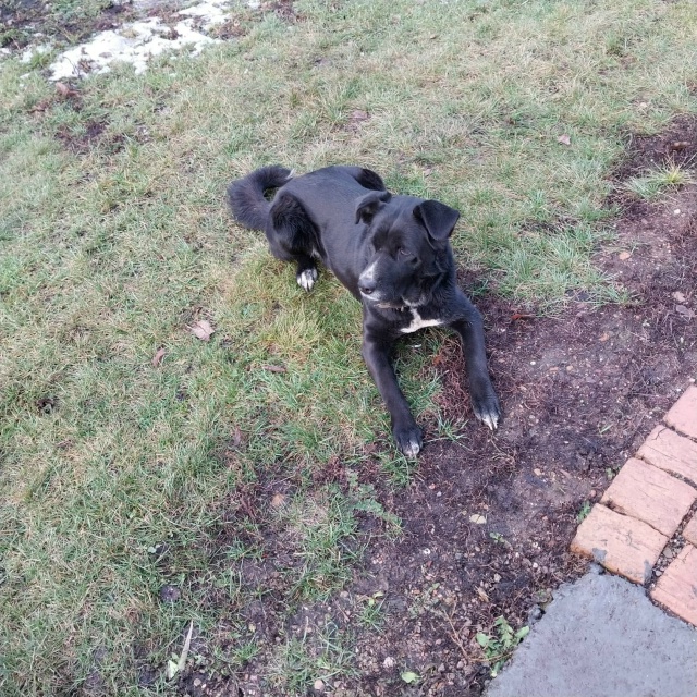 Потерялась собака , пожалуйста помогите найти , девоч?...