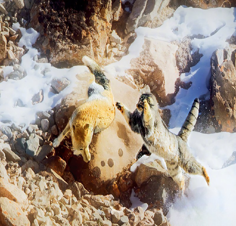 Тибетские лисы часто лезут в драку с другими животными, но почти всегда проигрывают
В Китае сняли,