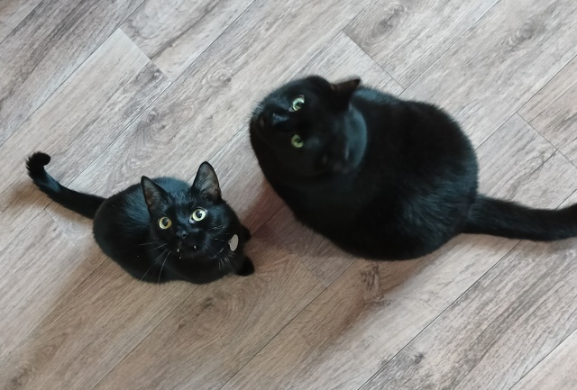 котик + КОТИК