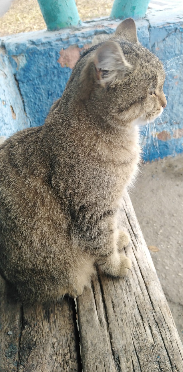 Чья потеряшка? Сидит на остановке, около магазина Побе?...