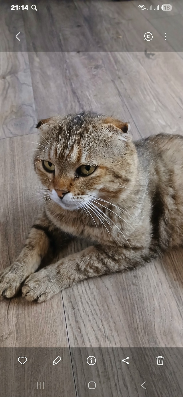 Пропал кот.вислоухий.район ул.мельничная.ул саратовск?...