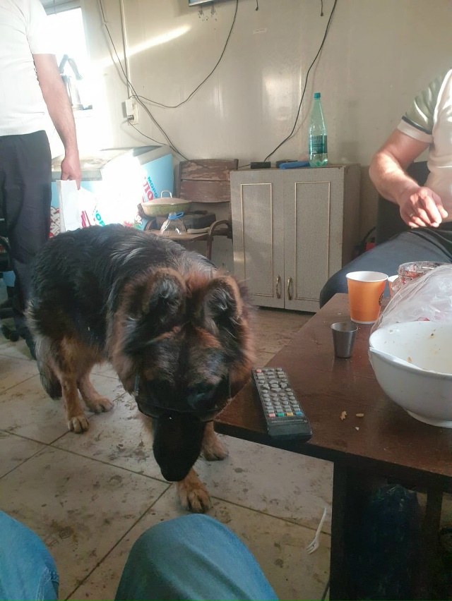 Немецкая овчарка
Кличка Рэкс
Убежал в районе станции ?...