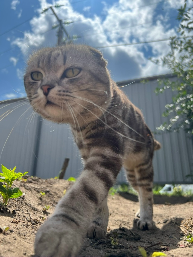 Пропал кот , на улице Горбунова-Бочарникова
Номер для с...