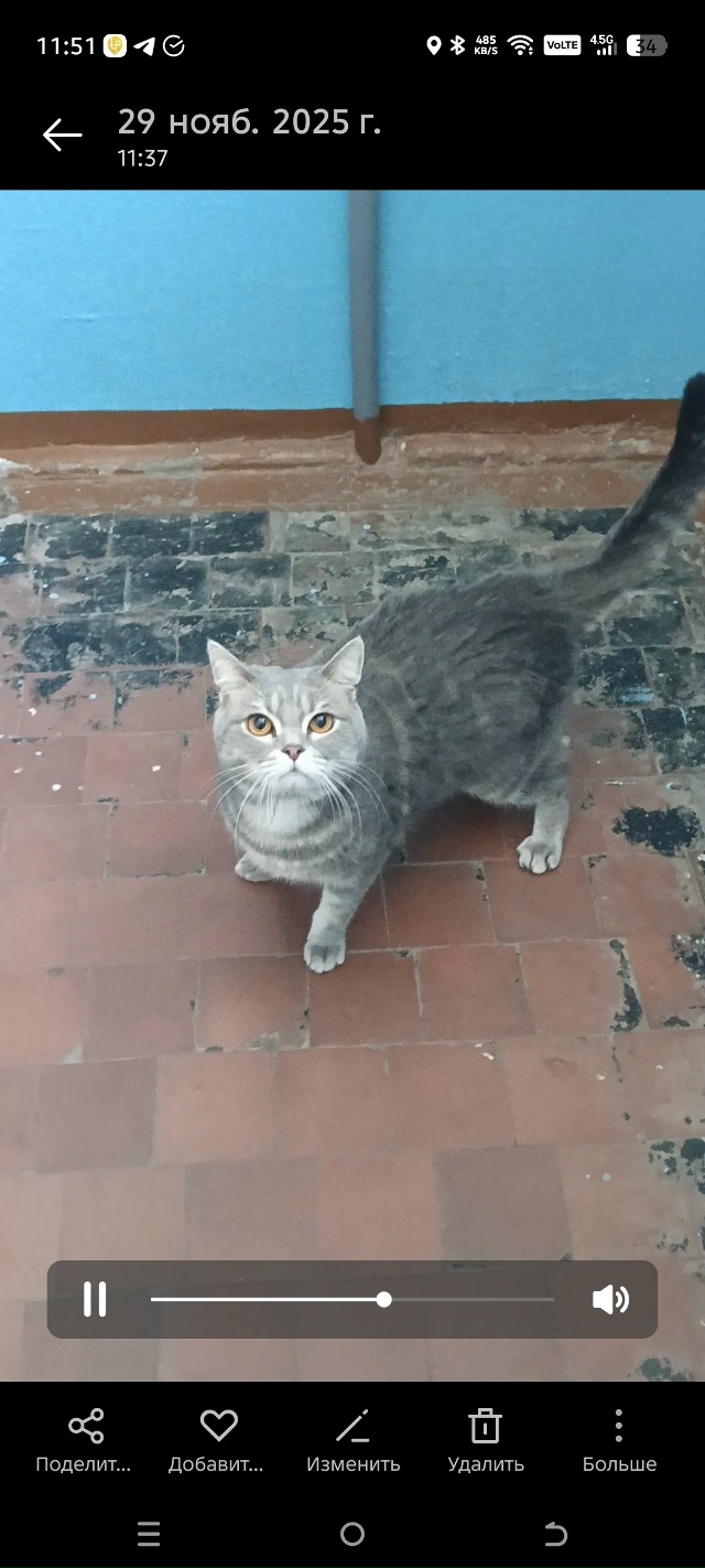 Октябрьская 84 4 подъезд сидит котик . Упитанный , красив...