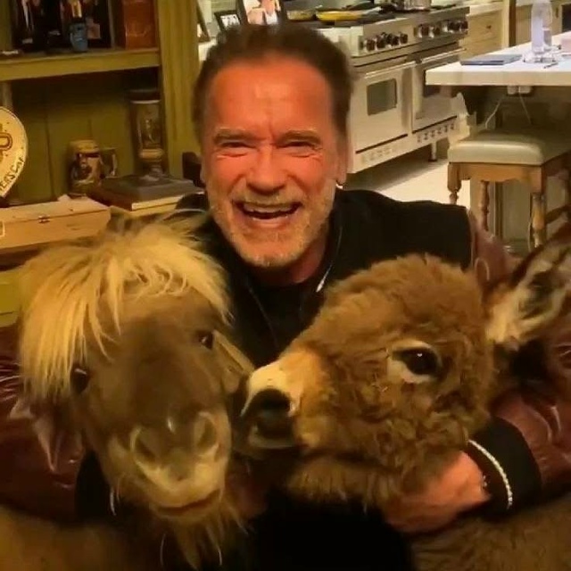 У Арнольда живут шесть спасенных животных😅
Это один ?...