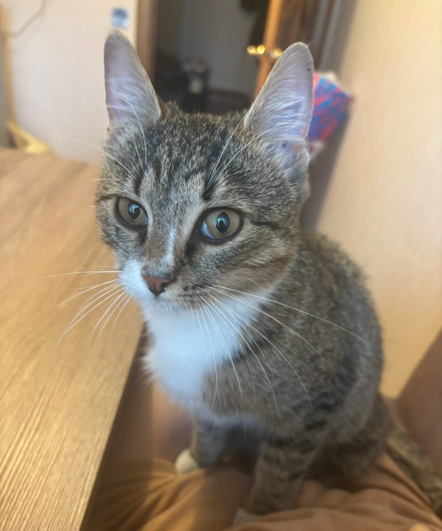 Отдадим кошку в хорошие руки. Нашли на обочине дороги, ?...