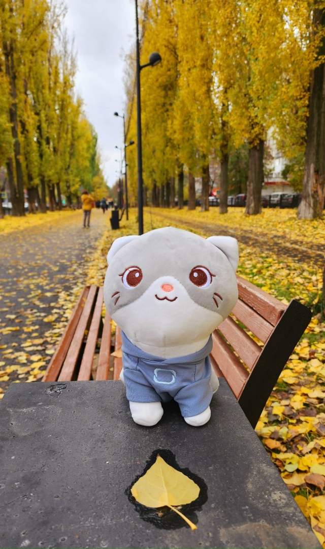 🍂 🍁 Осень 🍂
#КотМодиВхудиОмода