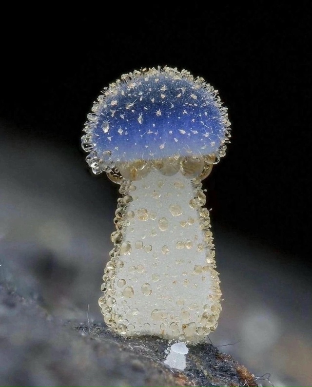 Грибочек Микена субцианоцефала поясняет свою маленьк?...