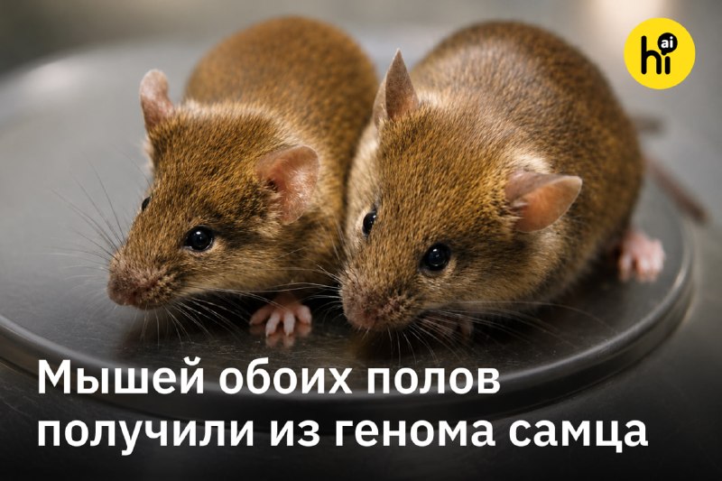 🔄 Из одного самца мыши сделали и отца, и мать потомства
Японские биологи получили мышат, оба родите
