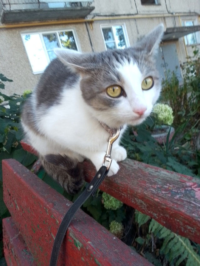 Прошу помоши.Пропала кошка в деревне Кузнецово в садах...