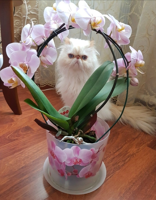 😻🌸