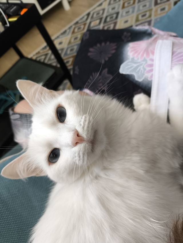 #КотянСутоевич делает крысиную рожу и пытается украст?...